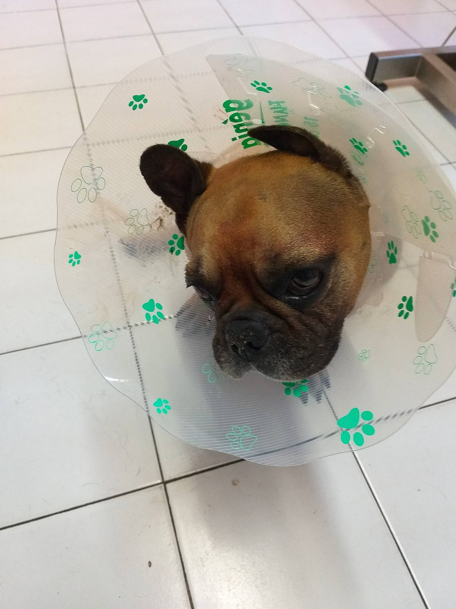Jitane participe au concours pour gagner de l'argent avec cette photo : canidae, carnivore, companion_dog, dog, dog_breed, dog_supply, fawn, floor, flooring, grass, linens, liver, pet_supply, pug, snout, sporting_group, terrestrial_animal, toy_dog, working_animal, wrinkle