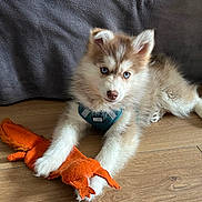 Alesia participe au concours pour gagner de l'argent avec cette photo : puppy, dog, husky, blue_eyes, toy, plush_toy, floor, wooden_floor, pet, animal, cute, young_dog, lying_down, indoor, fur, white_paws, brown_fur, blanket, cozy, domestic