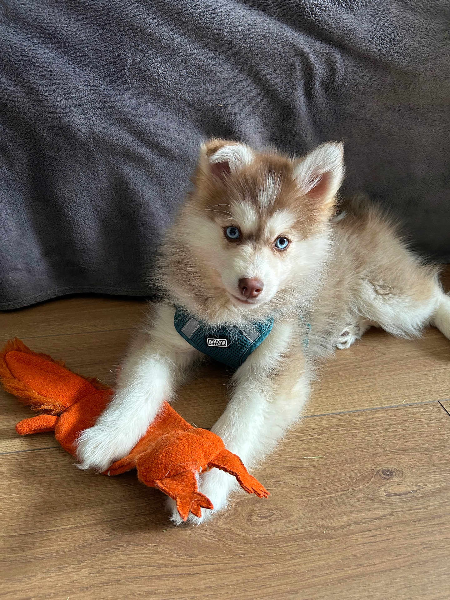 Alesia participe au concours pour gagner de l'argent avec cette photo : puppy, dog, husky, blue_eyes, toy, plush_toy, floor, wooden_floor, pet, animal, cute, young_dog, lying_down, indoor, fur, white_paws, brown_fur, blanket, cozy, domestic