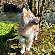 Alesia participe au concours pour gagner de l'argent avec cette photo : animal, blue_eyes, canine, daylight, dog, fur, grass, husky, leash, moss, nature, outdoor, pet, portrait, puppy, river, rock, scenic, sunlight, trees