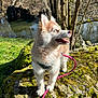animal, blue_eyes, canine, daylight, dog, fur, grass, husky, leash, moss, nature, outdoor, pet, portrait, puppy, river, rock, scenic, sunlight, trees