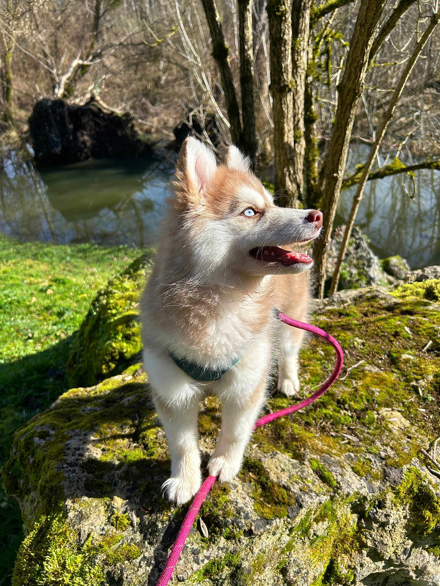 Alesia participe au concours pour gagner de l'argent avec cette photo : animal, blue_eyes, canine, daylight, dog, fur, grass, husky, leash, moss, nature, outdoor, pet, portrait, puppy, river, rock, scenic, sunlight, trees
