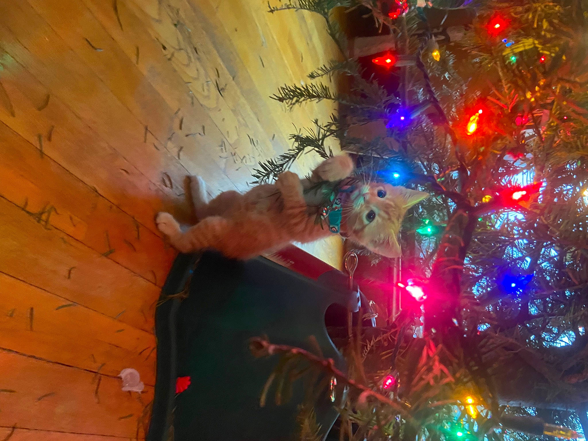 Leo is registered to the contest to win money with this photo: christmas, christmas_decoration, christmas_eve, christmas_ornament, christmas_tree, conifer, electric_blue, event, evergreen, fun, glass, holiday, holiday_ornament, light, midnight, ornament, plant, space, tree, wood