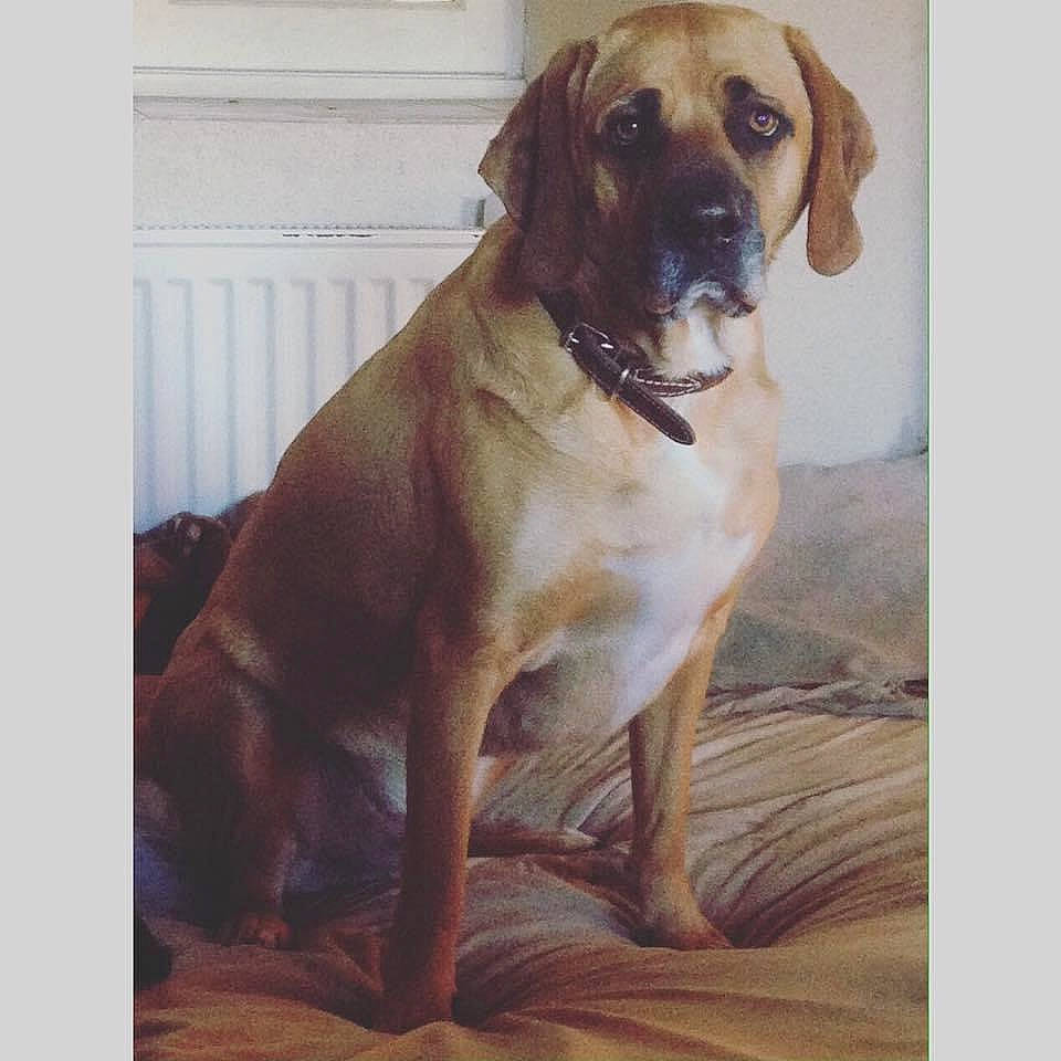 Dalton participe au concours pour gagner de l'argent avec cette photo : black_mouth_cur, boerboel, broholmer, canidae, carnivore, companion_dog, dog, dog_breed, english_mastiff, fawn, fila_brasileiro, great_dane, guard_dog, mammal, rare_breed_dog, sporting_group, tosa, vertebrate, working_dog