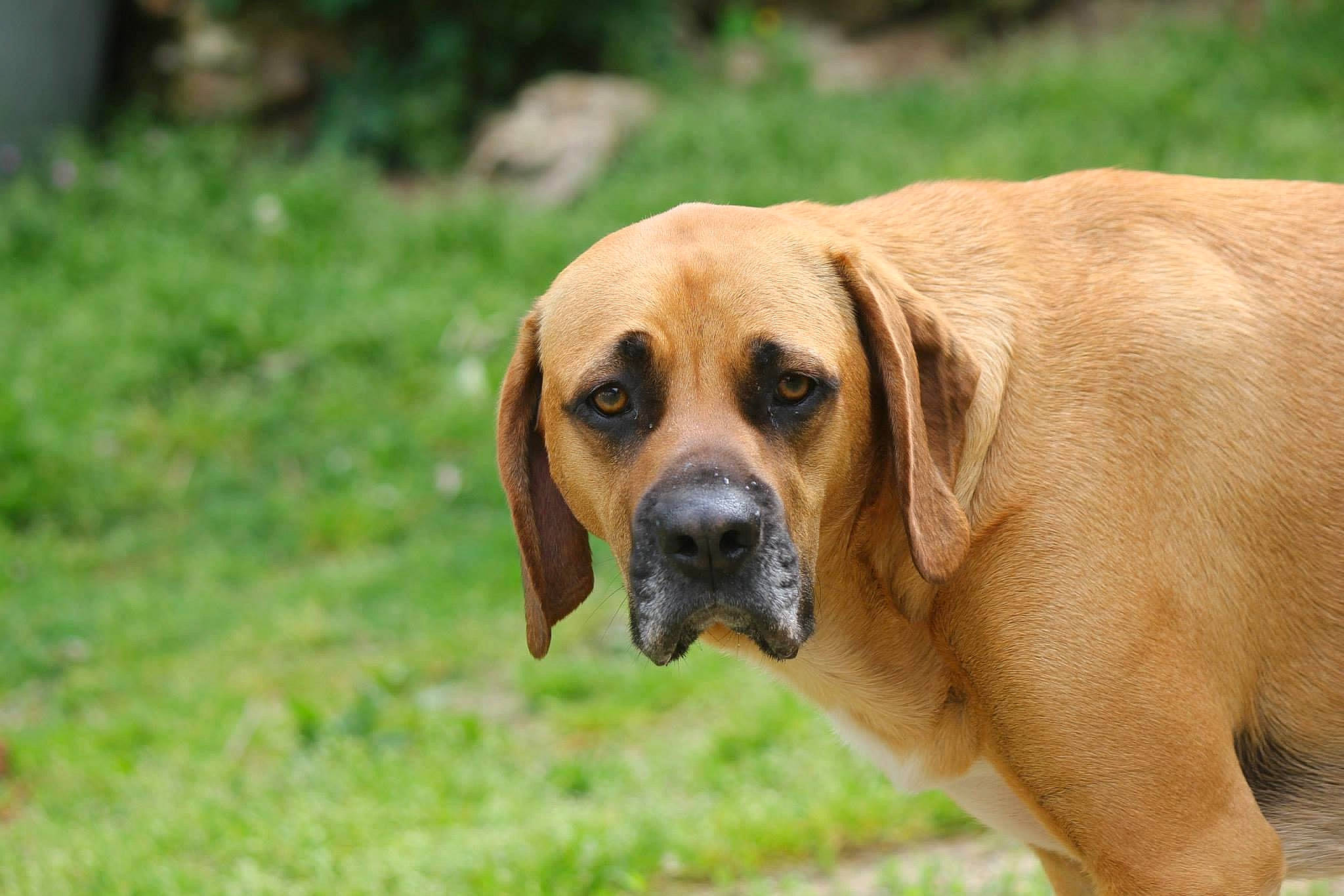 Dalton a rejoint le concours — aidez-le/la à gagner de superbes lots ! black_mouth_cur, boerboel, broholmer, canidae, carnivore, dog, dog_breed, fawn, fila_brasileiro, guard_dog, hound, hunting_dog, mammal, portuguese_pointer, rare_breed_dog, rhodesian_ridgeback, snout, sporting_group, tosa, vertebrate