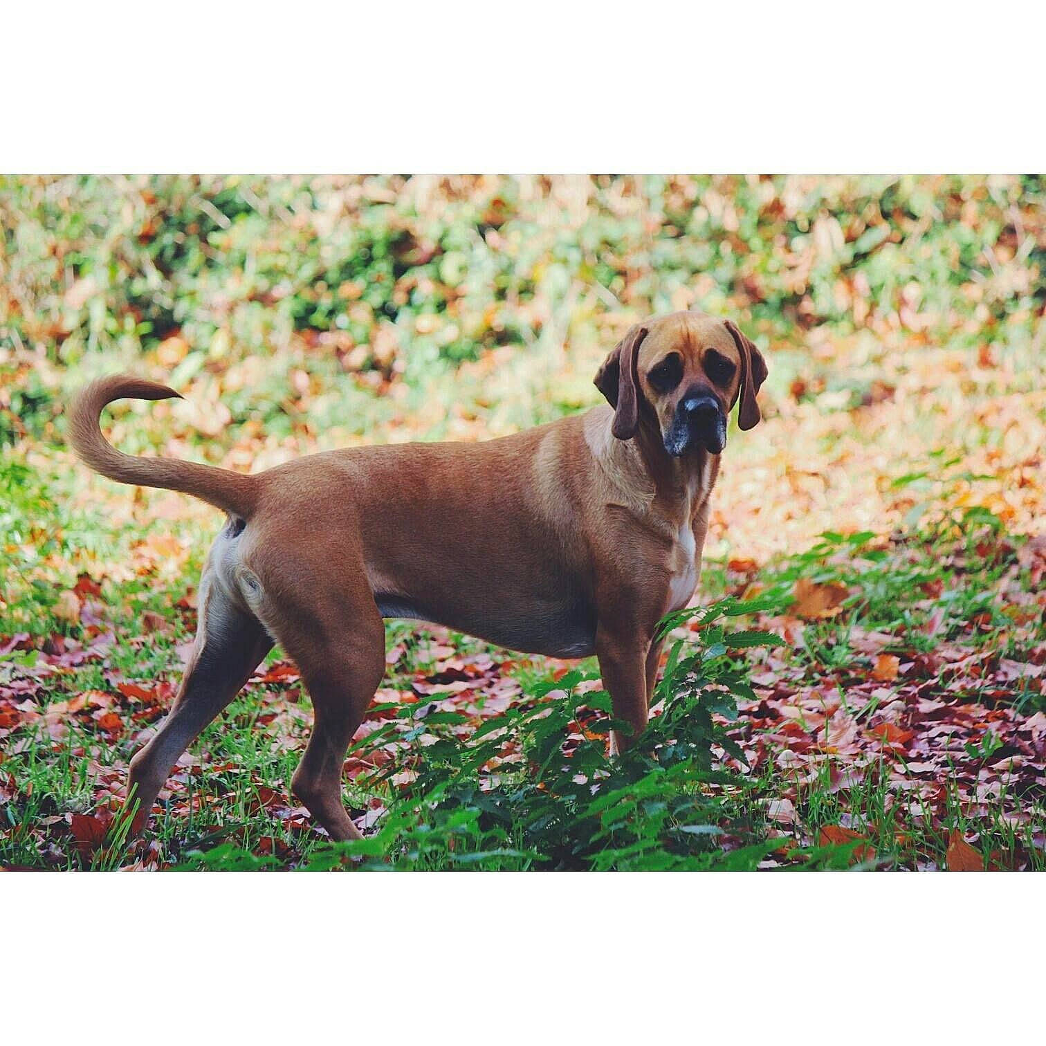 Dalton participe au concours pour gagner de l'argent avec cette photo : bavarian_mountain_hound, black_mouth_cur, canidae, carnivore, dog, dog_breed, fawn, hound, mammal, rare_breed_dog, rhodesian_ridgeback, sporting_group, tosa, vertebrate, working_dog