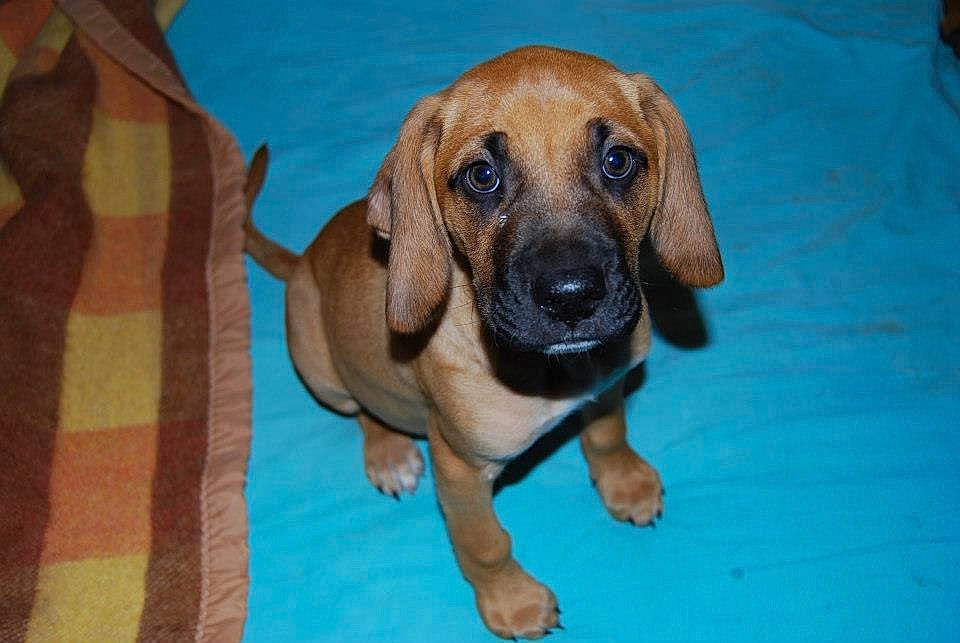 Dalton participe au concours pour gagner de l'argent avec cette photo : bavarian_mountain_hound, beagador, black_mouth_cur, bloodhound, broholmer, canidae, carnivore, companion_dog, coonhound, dog, dog_breed, fawn, hound, mammal, puggle, puppy, rare_breed_dog, rhodesian_ridgeback, snout, vertebrate