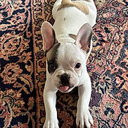 Stitch participe au concours pour gagner de l'argent avec cette photo : french_bulldog, puppy, dog, pet, lying_down, carpet, indoor, cute, playful, tongue_out, ears_up, white_fur, brown_spots, animal, young, looking_at_camera, front_legs, floor, patterned_rug, domestic_animal