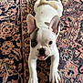 french_bulldog, puppy, dog, pet, lying_down, carpet, indoor, cute, playful, tongue_out, ears_up, white_fur, brown_spots, animal, young, looking_at_camera, front_legs, floor, patterned_rug, domestic_animal