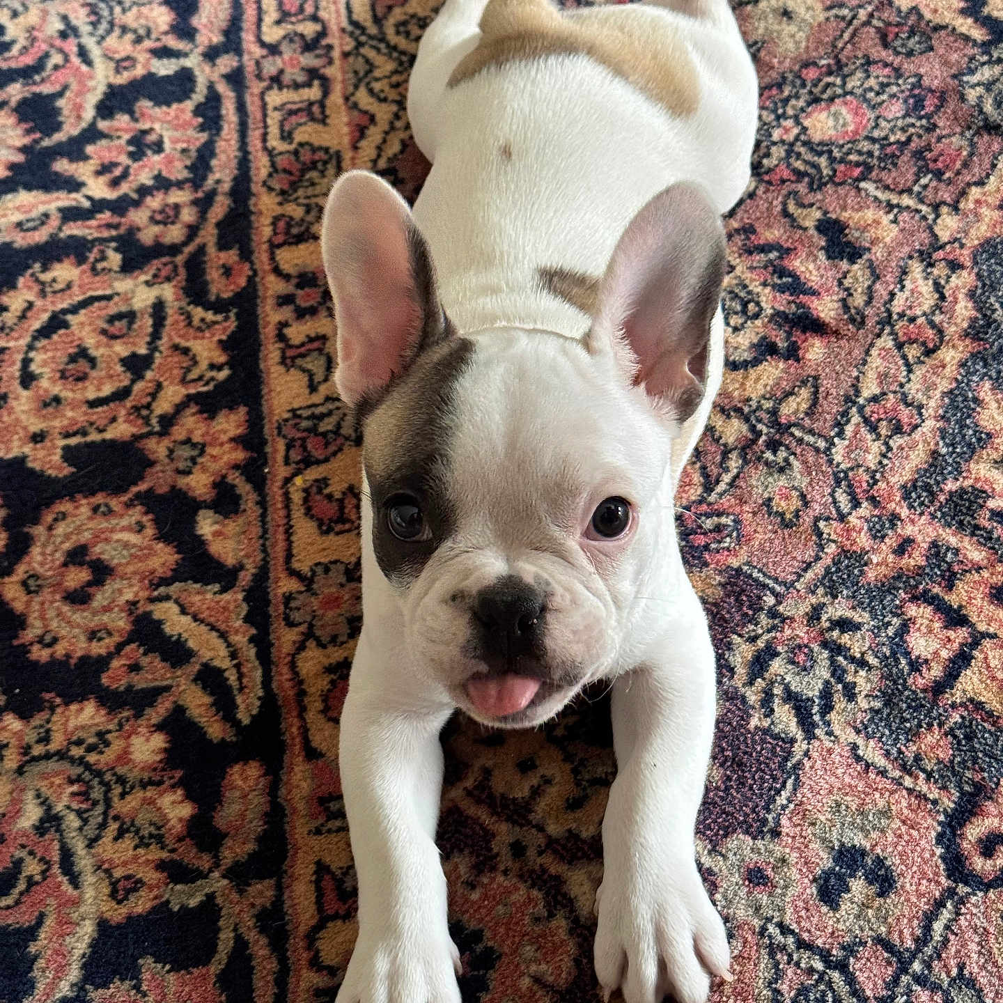 Stitch participe au concours pour gagner de l'argent avec cette photo : animal, brown_spots, carpet, cute, dog, domestic_animal, ears_up, floor, french_bulldog, front_legs, indoor, looking_at_camera, lying_down, patterned_rug, pet, playful, puppy, tongue_out, white_fur, young