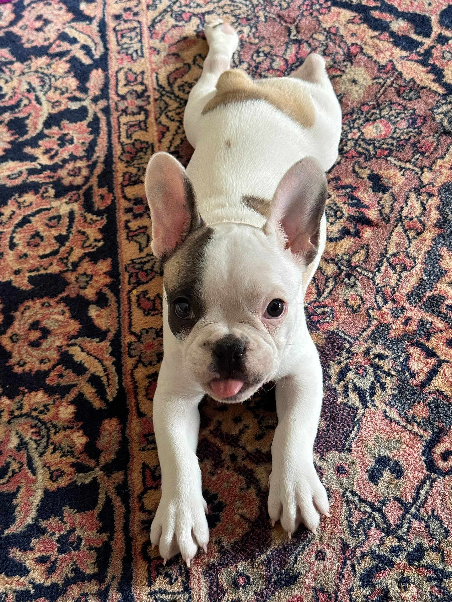 Stitch participe au concours pour gagner de l'argent avec cette photo : french_bulldog, puppy, dog, pet, lying_down, carpet, indoor, cute, playful, tongue_out, ears_up, white_fur, brown_spots, animal, young, looking_at_camera, front_legs, floor, patterned_rug, domestic_animal