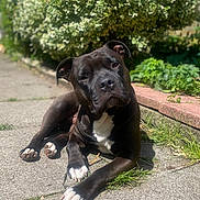 Buddy joined the competition — help win amazing prizes! dog, black_dog, white_paws, sunlight, outdoor, garden, greenery, brick_border, pavement, relaxed, pet, canine, lying_down, daytime, nature, animal, close_up, summer, shiny_coat, friendly