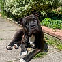 dog, black_dog, white_paws, sunlight, outdoor, garden, greenery, brick_border, pavement, relaxed, pet, canine, lying_down, daytime, nature, animal, close_up, summer, shiny_coat, friendly