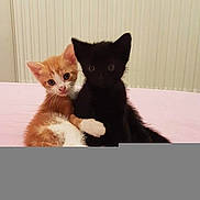 Filou Et Dragon'S a rejoint le concours — aidez-le/la à gagner de superbes lots ! kitten, cat, orange_cat, black_cat, cute, pets, animal, snuggling, fur, whiskers, ears, eyes, bed, pink_bedspread, indoor, friendship, affection, small, young, feline