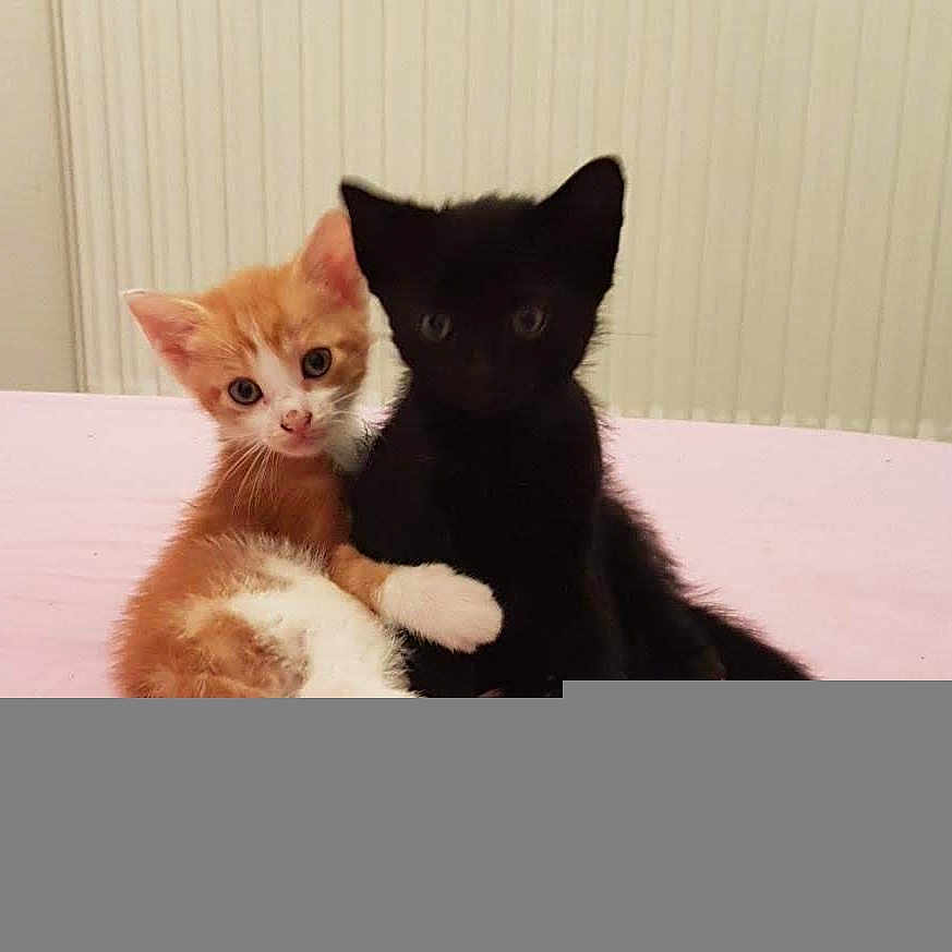 Filou Et Dragon'S a rejoint le concours — aidez-le/la à gagner de superbes lots ! affection, animal, bed, black_cat, cat, cute, ears, eyes, feline, friendship, fur, indoor, kitten, orange_cat, pets, pink_bedspread, small, snuggling, whiskers, young