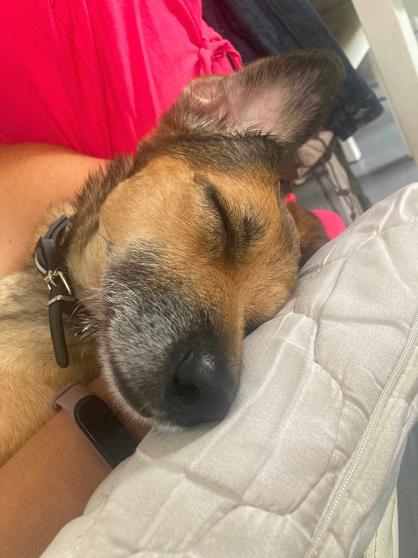 Rosa participe au concours pour gagner de l'argent avec cette photo : dog, sleeping, closeup, indoor, cushion, quilted, ear, nose, fur, collar, person, arm, fitness_tracker, red_fabric, relaxation, pet, comfort, rest, cozy, nap