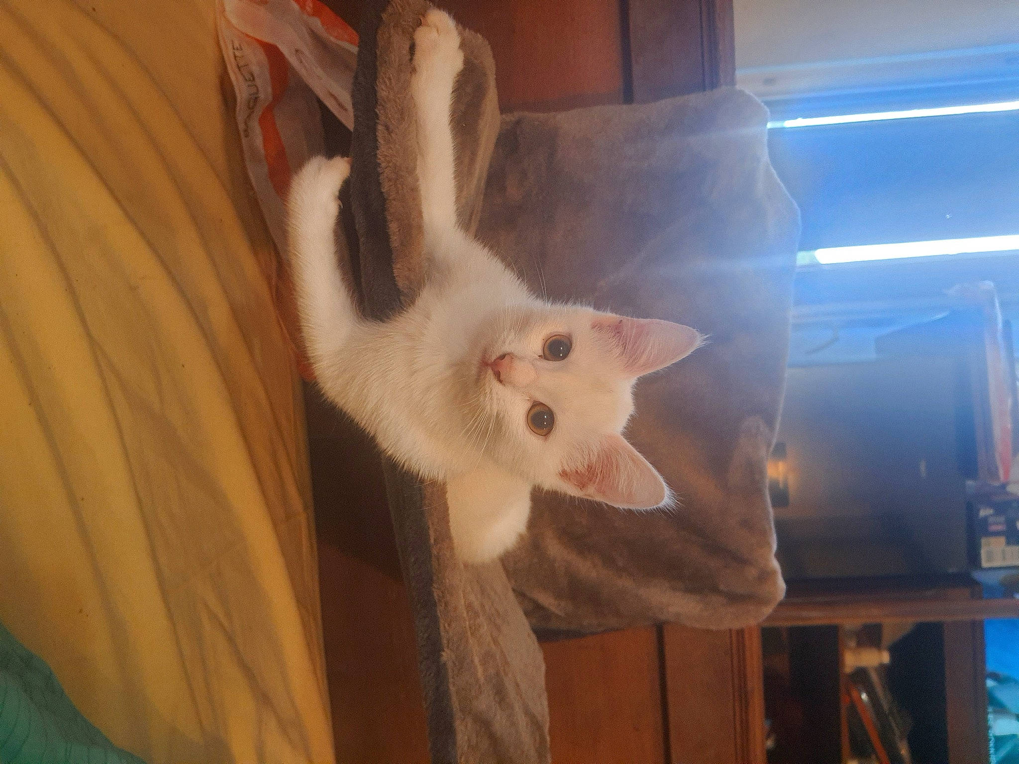 Happy a rejoint le concours — aidez-le/la à gagner de superbes lots ! carnivore, cat, comfort, domestic_short_haired_cat, ear, fawn, felidae, fur, hardwood, paw, small_to_medium_sized_cats, snout, tail, whiskers, wood