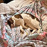 Doudou participe au concours pour gagner de l'argent avec cette photo : animal, bed, blanket, cat, comfort, cozy, curled_up, domestic_cat, fur, home, indoor, napping, patterned_blanket, pet, relaxation, resting, sleeping, soft_light, warm, white_and_brown_cat