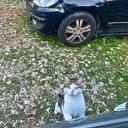 Doudou participe au concours pour gagner de l'argent avec cette photo : cat, car, black_car, gravel, grass, outdoor, curious_cat, vehicle, animal, pet, scratched_nose, green_eyes, roadside, nature, daylight, close_up, looking_up, feline, front_wheel, paw_on_car