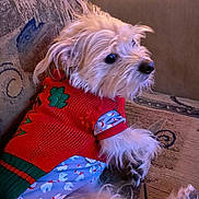 Hooch is registered to the contest to win money with this photo: dog, pet, sweater, clothing, couch, indoor, furry, cute, relaxed, small_dog, animal, portrait, cozy, resting, fur, side_view, domestic_animal, companion, home, textile