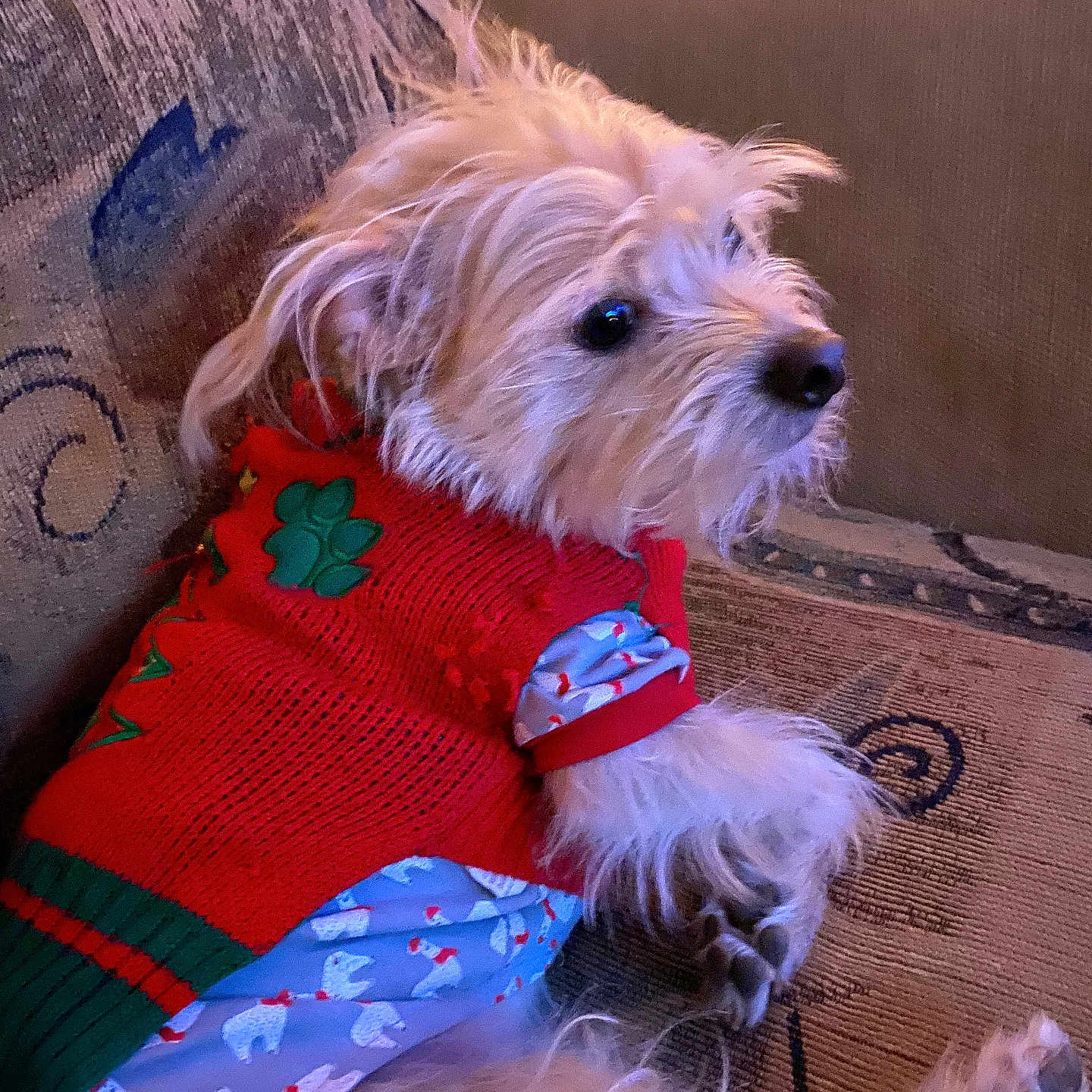 Hooch is registered to the contest to win money with this photo: animal, clothing, companion, couch, cozy, cute, dog, domestic_animal, fur, furry, home, indoor, pet, portrait, relaxed, resting, side_view, small_dog, sweater, textile