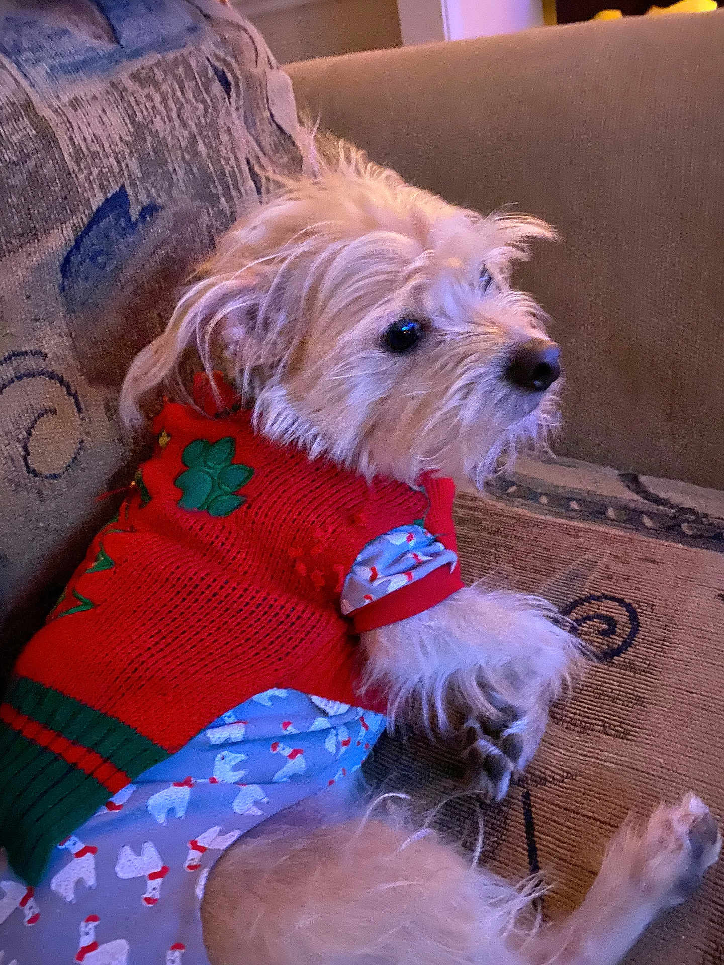 Hooch is registered to the contest to win money with this photo: dog, pet, sweater, clothing, couch, indoor, furry, cute, relaxed, small_dog, animal, portrait, cozy, resting, fur, side_view, domestic_animal, companion, home, textile