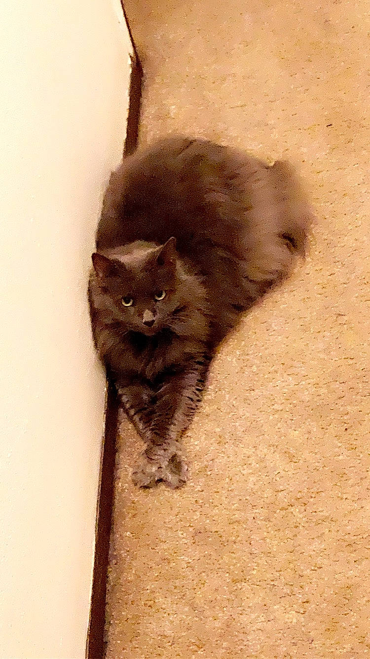 Precious joined the competition — help win amazing prizes! black_cat, british_longhair, brown, carnivore, cat, claw, domestic_short_haired_cat, fawn, felidae, flooring, fur, grey, paw, plant, small_to_medium_sized_cats, snout, tail, terrestrial_animal, whiskers, wood