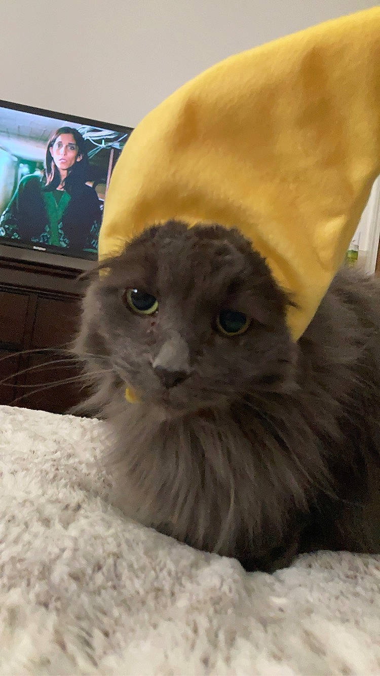 Precious is registered to the contest to win money with this photo: black_cat, cable_television, canidae, carnivore, cat, comfort, display_device, entertainment_center, fawn, felidae, fur, gesture, home_appliance, paw, small_to_medium_sized_cats, snout, tail, television, television_set, whiskers