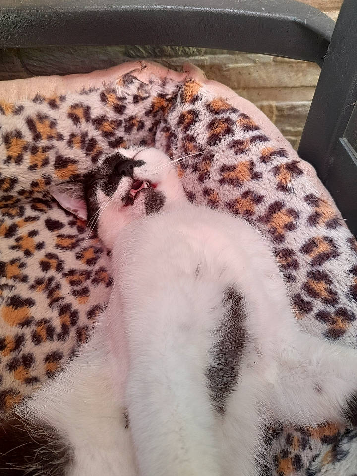 Spike participe au concours pour gagner de l'argent avec cette photo : big_cats, canidae, carnivore, comfort, companion_dog, dog_breed, fawn, felidae, fur, leopard, linens, nap, sleep, small_to_medium_sized_cats, snout, sporting_group, tail, terrestrial_animal, whiskers, wildlife