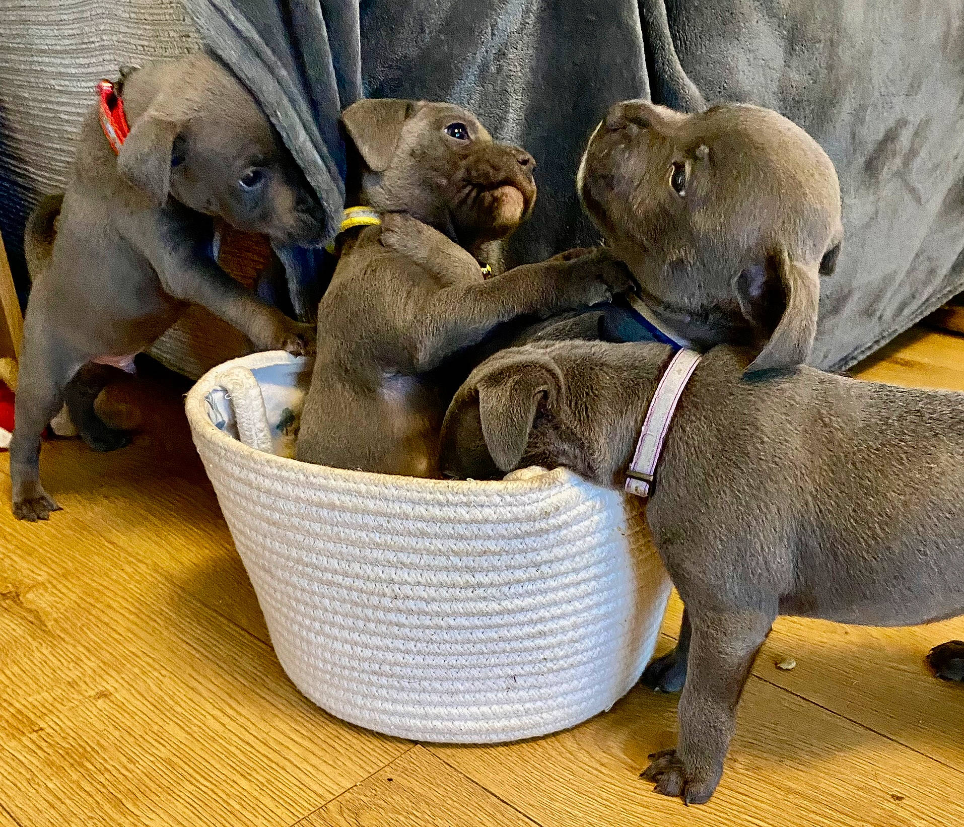 George is registered to the contest to win money with this photo: basket, carnivore, collar, comfort, companion_dog, dog, dog_breed, dog_collar, event, fawn, liver, pet_supply, snout, sporting_group, stuffed_toy, terrestrial_animal, toy, whiskers, wicker, working_animal