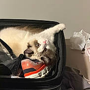 Cupcake is registered to the contest to win money with this photo: animal, bedroom, blue_eyes, brown_fur, cat, fabric, fluffy, indoor, luggage, pet, pink_nose, playful, portrait, resting, shoe, sneaker, suitcase, travel, upside_down, white_fur