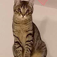 Chance a rejoint le concours — aidez-le/la à gagner de superbes lots ! animal, cat, cute, domestic, ears, feline, furniture, heart_shape, indoor, looking, overlay, pet, pink_text, portrait, sitting, striped, tabby_cat, wall, whiskers, wooden_surface