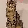 animal, cat, cute, domestic, ears, feline, furniture, heart_shape, indoor, looking, overlay, pet, pink_text, portrait, sitting, striped, tabby_cat, wall, whiskers, wooden_surface