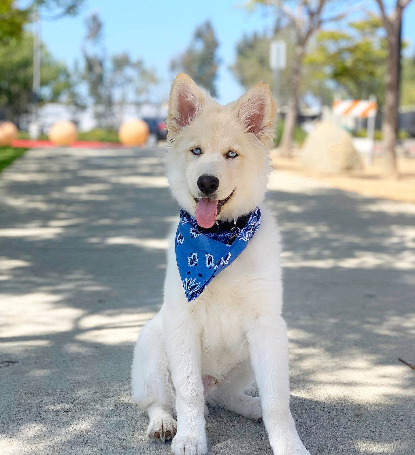 Finn is registered to the contest to win money with this photo: canidae, carnivore, collar, companion_dog, dog, dog_breed, dog_collar, fawn, fur, leash, pet_supply, road_surface, sidewalk, sky, snout, sporting_group, tail, tree, working_animal, working_dog