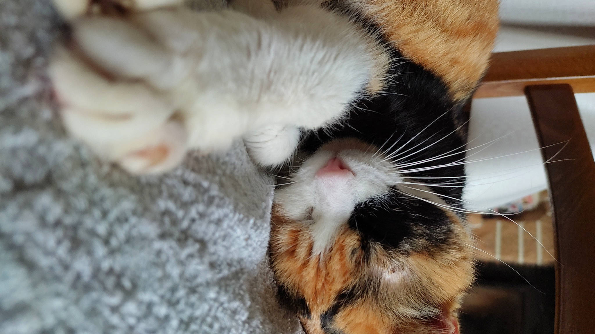 Poupie participe au concours pour gagner de l'argent avec cette photo : carnivore, cat, claw, comfort, domestic_short_haired_cat, fawn, felidae, foot, fur, human_leg, nail, nap, paw, sleep, small_to_medium_sized_cats, snout, tail, toe, vertebrate, whiskers