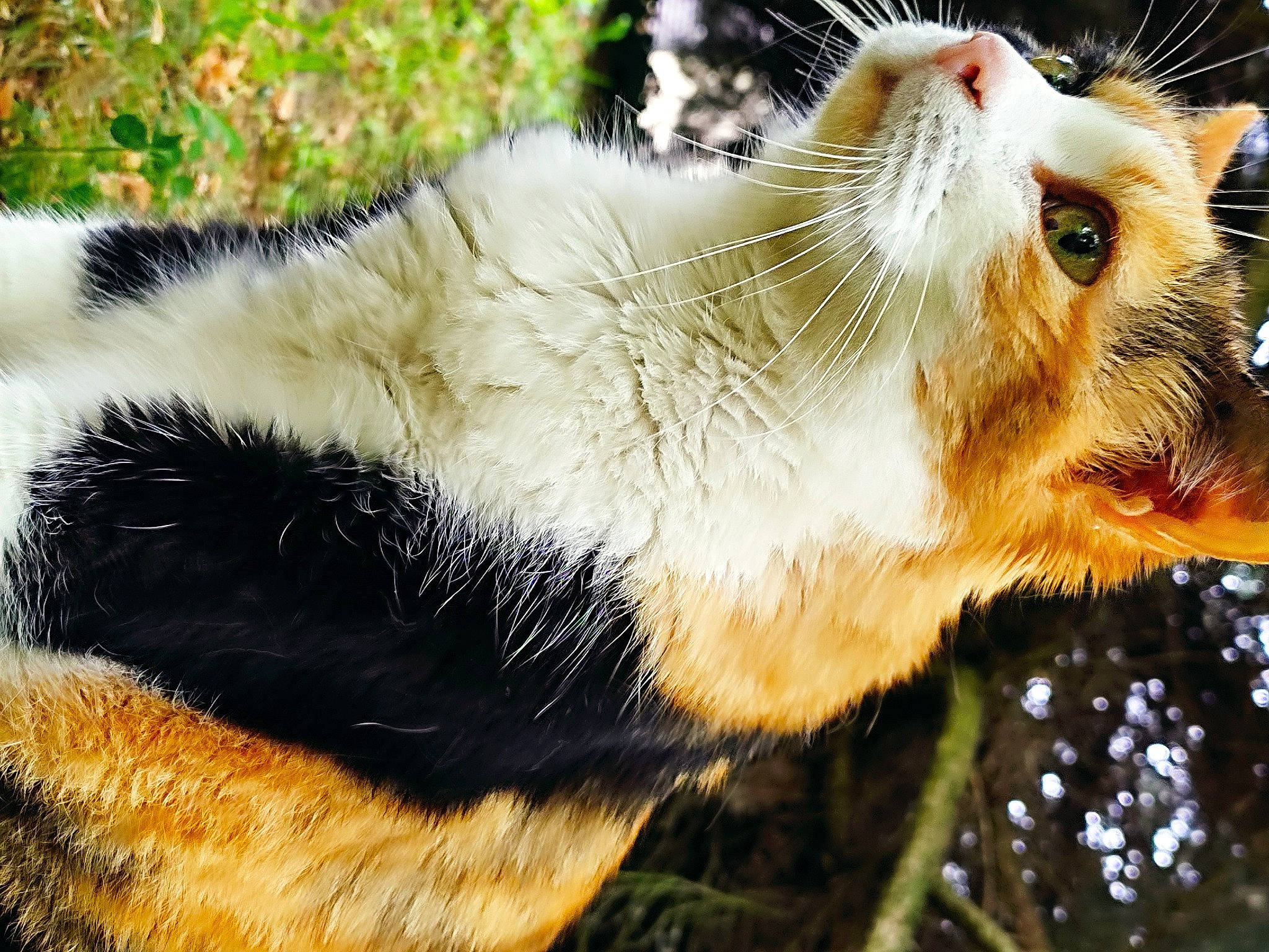 Poupie participe au concours pour gagner de l'argent avec cette photo : carnivore, close_up, domestic_short_haired_cat, fawn, felidae, fox_squirrel, fur, grass, organism, paw, plant, rodent, small_to_medium_sized_cats, snout, squirrel, tail, terrestrial_animal, tree, whiskers, wildlife
