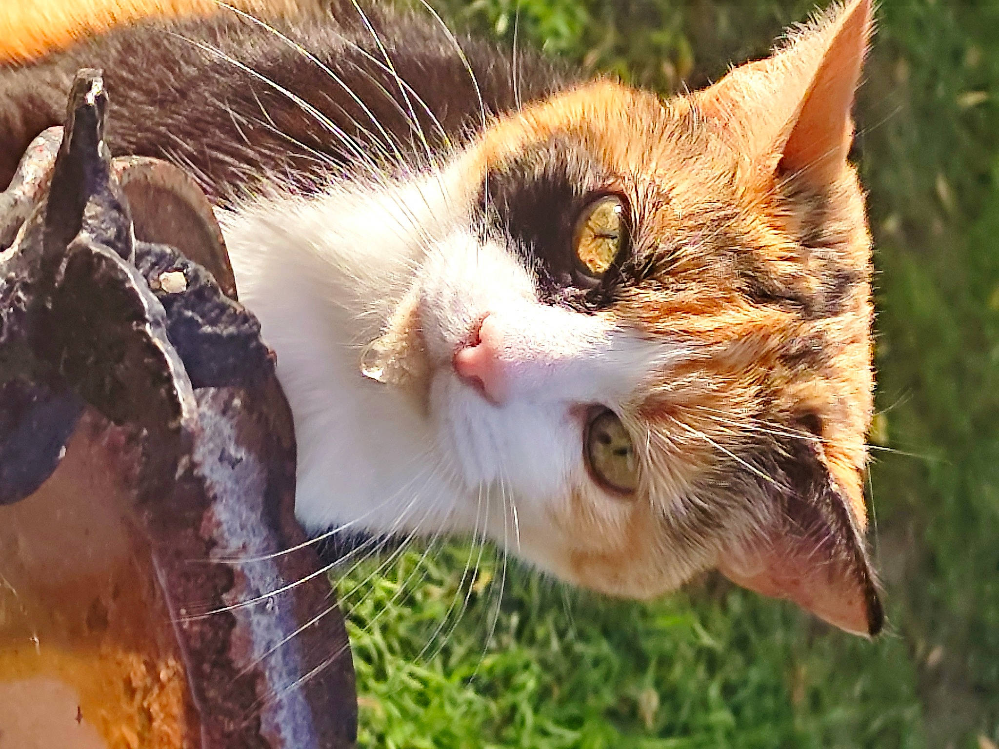 Poupie participe au concours pour gagner de l'argent avec cette photo : carnivore, cat, close_up, domestic_short_haired_cat, eye, fawn, felidae, fur, grass, organism, plant, small_to_medium_sized_cats, snout, tail, terrestrial_animal, tree, whiskers, wildlife
