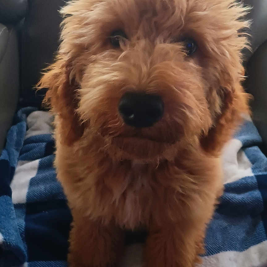 Chloe Sanford is registered to the contest to win money with this photo: airedale, animal, architecture, armchair, building, canine, chair, cockerspaniel, couch, cushion, dog, furniture, homedecor, hound, indoors, livingroom, pet, poodle, puppy, terrier