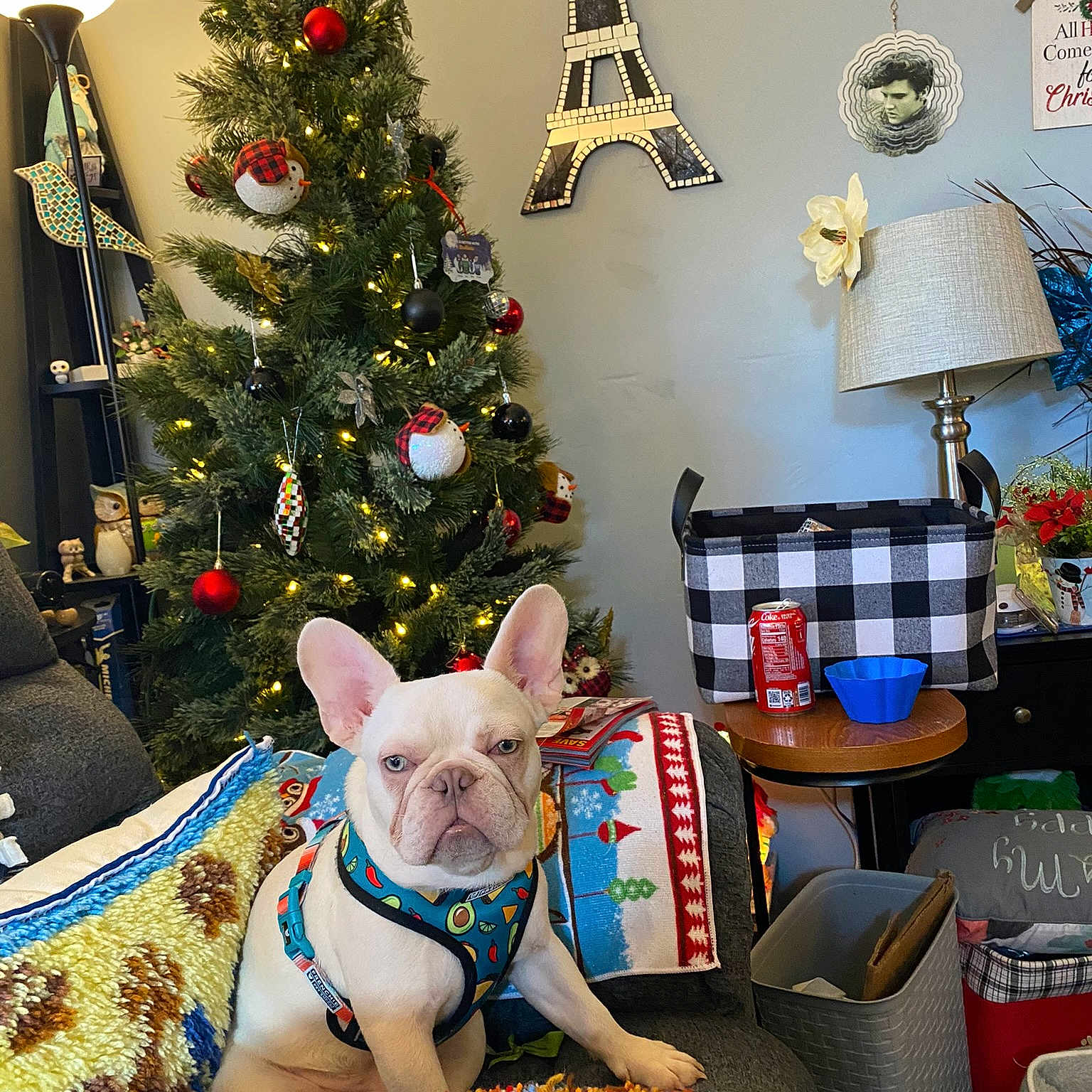 Jackson Nova joined the competition — help win amazing prizes! carnivore, christmas_decoration, christmas_ornament, christmas_tree, clock, companion_dog, dog, dog_breed, dog_supply, event, fawn, holiday, holiday_ornament, interior_design, light, lighting, ornament, picture_frame, toy, working_animal