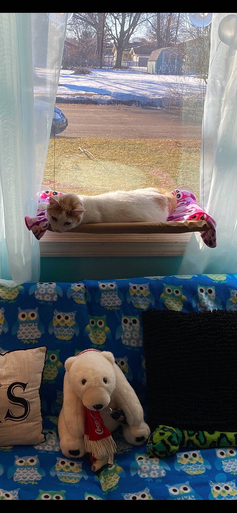 Pretty Biy joined the competition — help win amazing prizes! blue, carnivore, cat, comfort, companion_dog, couch, curtain, dog_breed, fawn, felidae, green, mammal, pink, small_to_medium_sized_cats, tail, textile, toy, vertebrate, whiskers, white