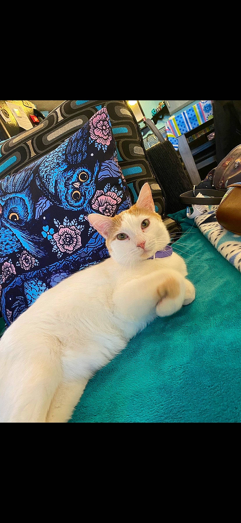 Pretty Biy is registered to the contest to win money with this photo: bag, bedding, carnivore, cat, comfort, domestic_short_haired_cat, fawn, felidae, fur, linens, nap, pattern, paw, room, small_to_medium_sized_cats, snout, square, tail, textile, whiskers