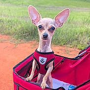 Xena joined the competition — help win amazing prizes! dog, small_dog, chihuahua, pet, stroller, red_stroller, harness, outdoor, grass, dirt, animal, cute, alert, ears, canine, portrait, daylight, nature, pet_accessory, closeup