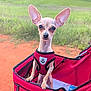 dog, small_dog, chihuahua, pet, stroller, red_stroller, harness, outdoor, grass, dirt, animal, cute, alert, ears, canine, portrait, daylight, nature, pet_accessory, closeup