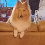 Rioux is registered to the contest to win money with this photo: dog, fluffy, couch, indoor, pet, furniture, living_room, brown, tan, mane, canine, household, chair, portrait, domestic, relaxed, companion, cute, animal, home