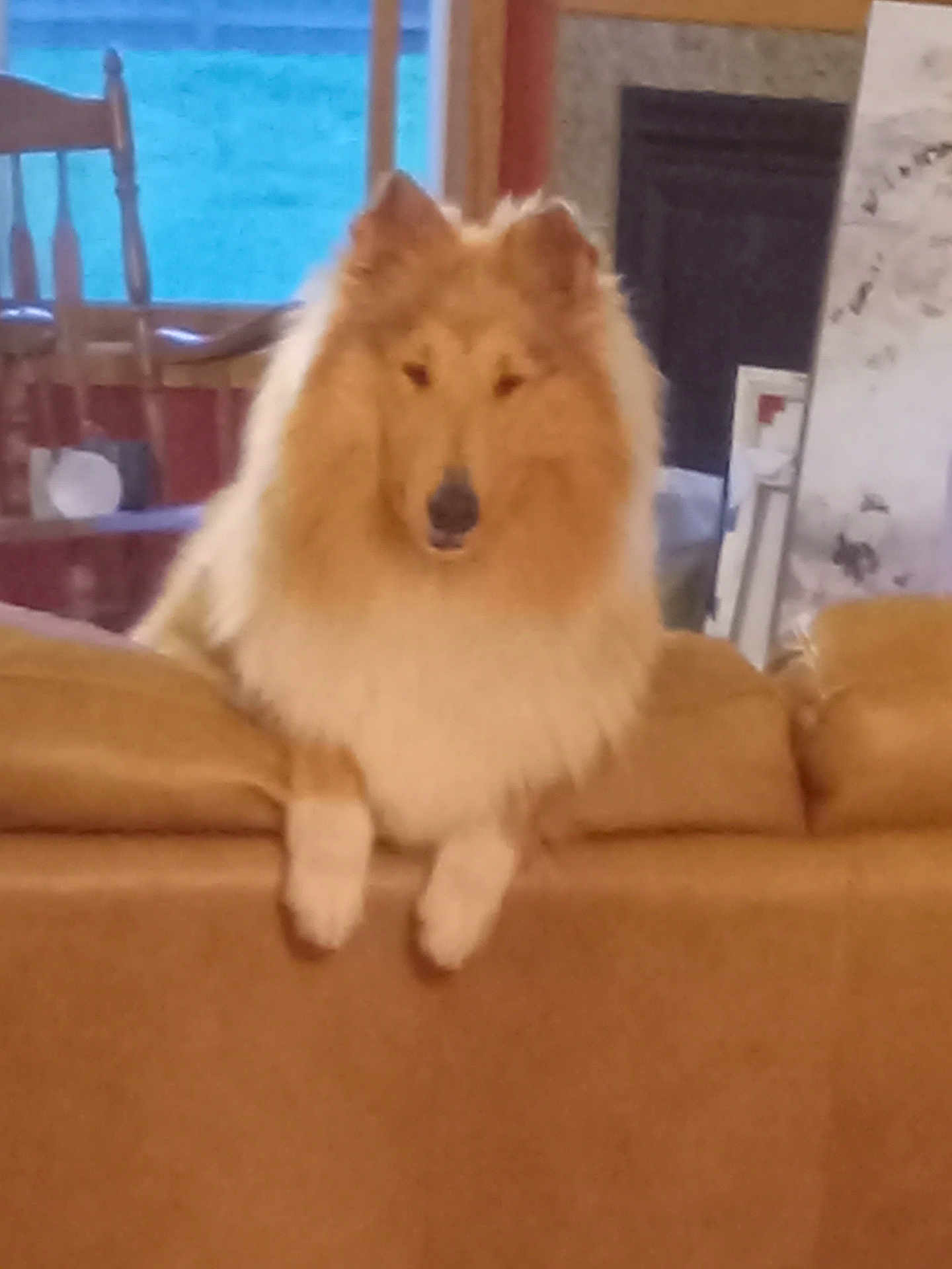 Rioux is registered to the contest to win money with this photo: dog, fluffy, couch, indoor, pet, furniture, living_room, brown, tan, mane, canine, household, chair, portrait, domestic, relaxed, companion, cute, animal, home