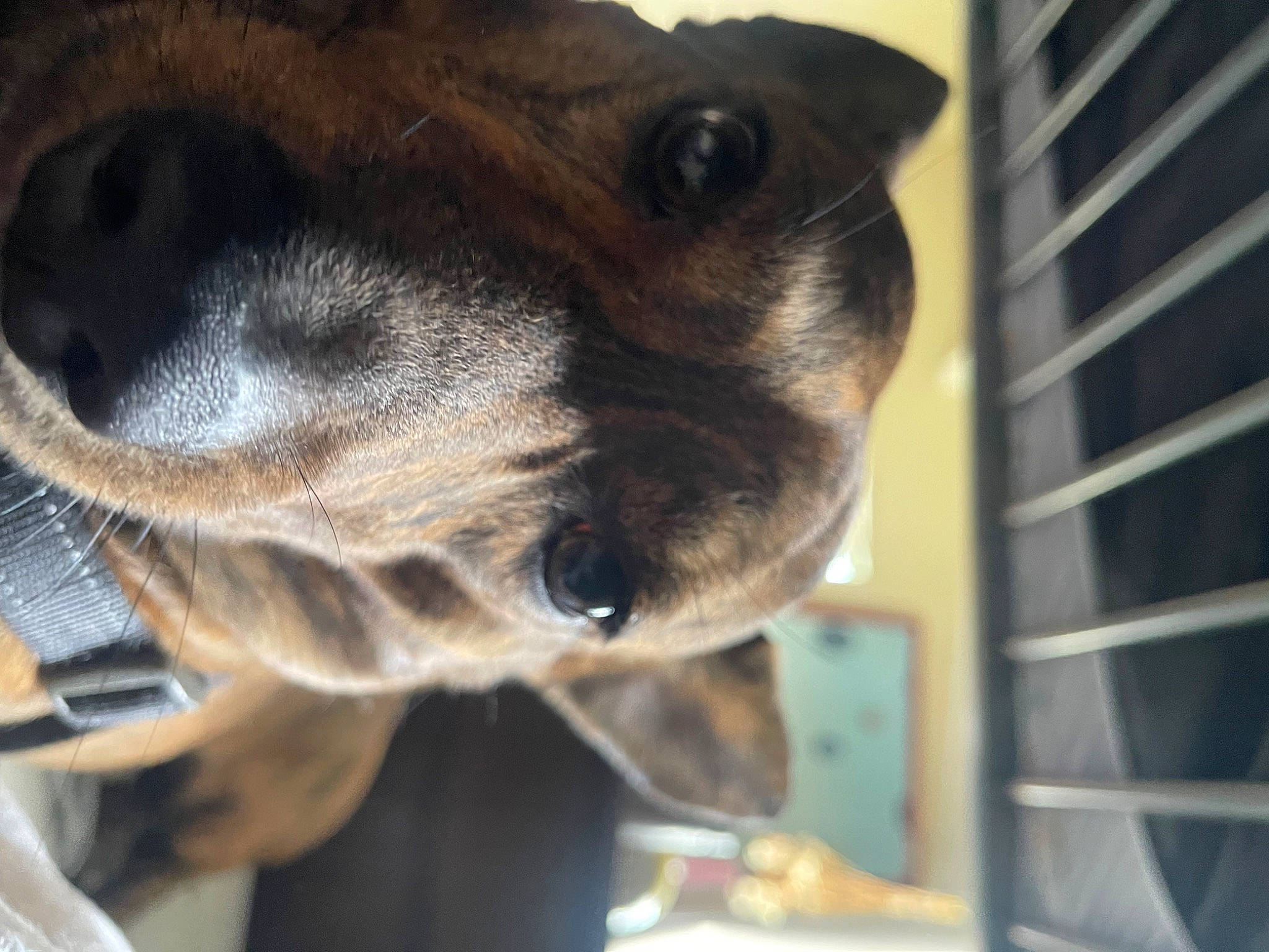 Meatloaf joined the competition — help win amazing prizes! canidae, carnivore, collar, companion_dog, dog, dog_breed, dog_collar, ear, eye, fawn, fur, jaw, paw, pet_supply, puppy, snout, sporting_group, whiskers, working_animal, working_dog