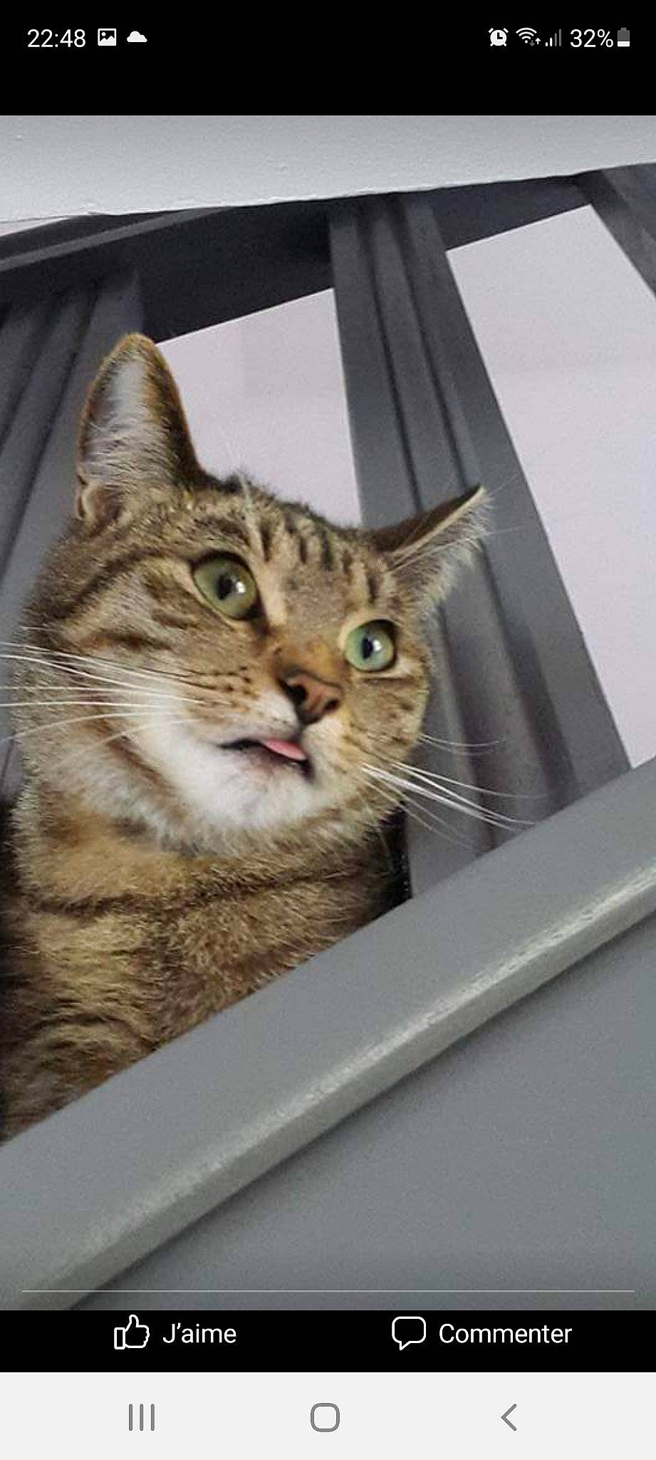 Naya a rejoint le concours — aidez-le/la à gagner de superbes lots ! box, carnivore, cat, domestic_short_haired_cat, door, felidae, fixture, fur, paw, pet_supply, small_to_medium_sized_cats, snout, whiskers, window