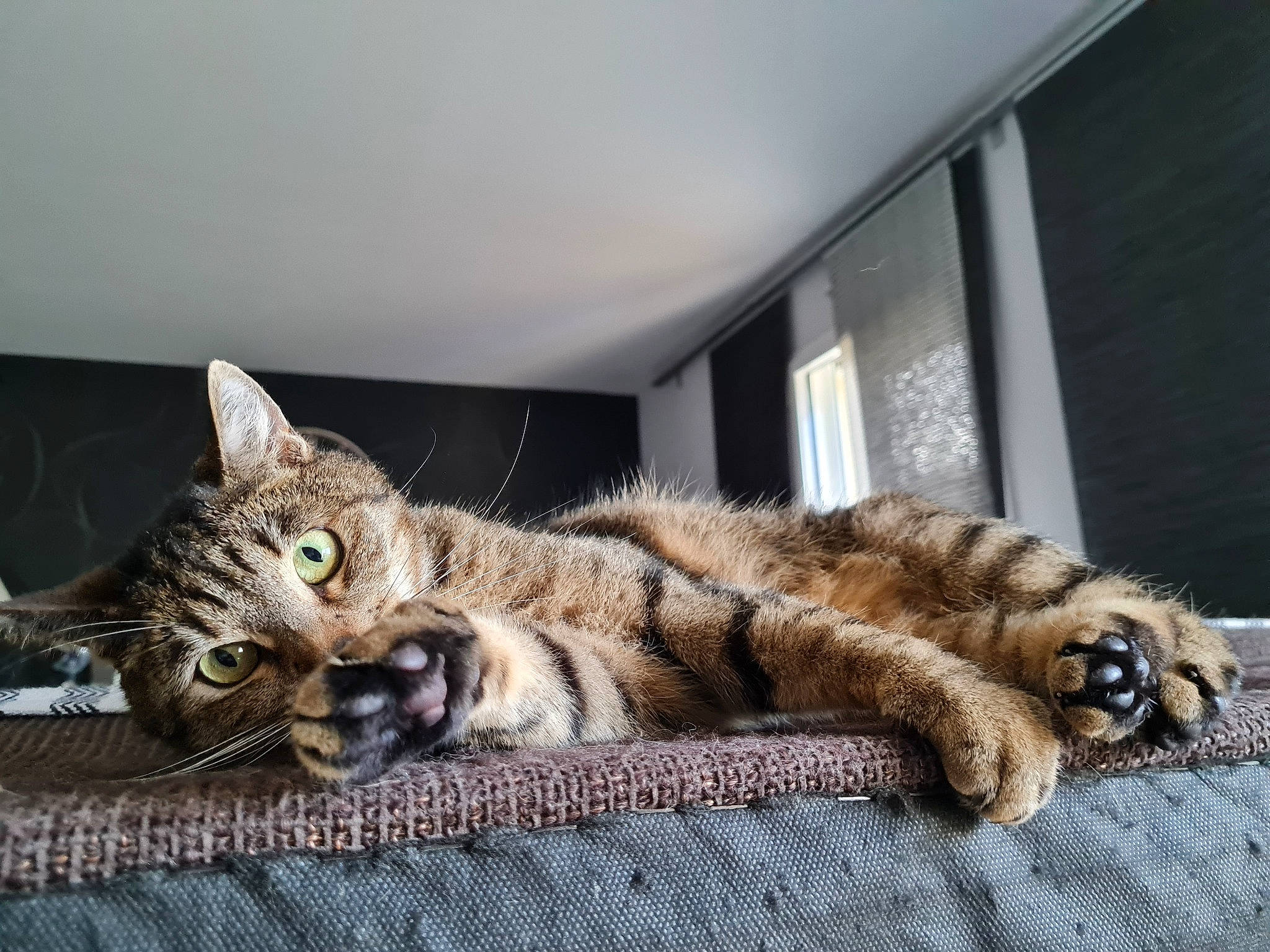 Naya a rejoint le concours — aidez-le/la à gagner de superbes lots ! bed, carnivore, cat, claw, comfort, couch, domestic_short_haired_cat, felidae, fur, mammal, nap, paw, small_to_medium_sized_cats, snout, tail, terrestrial_animal, whiskers, wildlife, window, wood