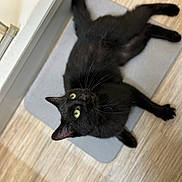Opale a rejoint le concours — aidez-le/la à gagner de superbes lots ! black_cat, cat, pet, animal, indoor, floor, mat, green_eyes, fur, whiskers, curious, looking_up, playful, relaxed, domestic_cat, four_legs, ears, tail, wooden_floor, cute