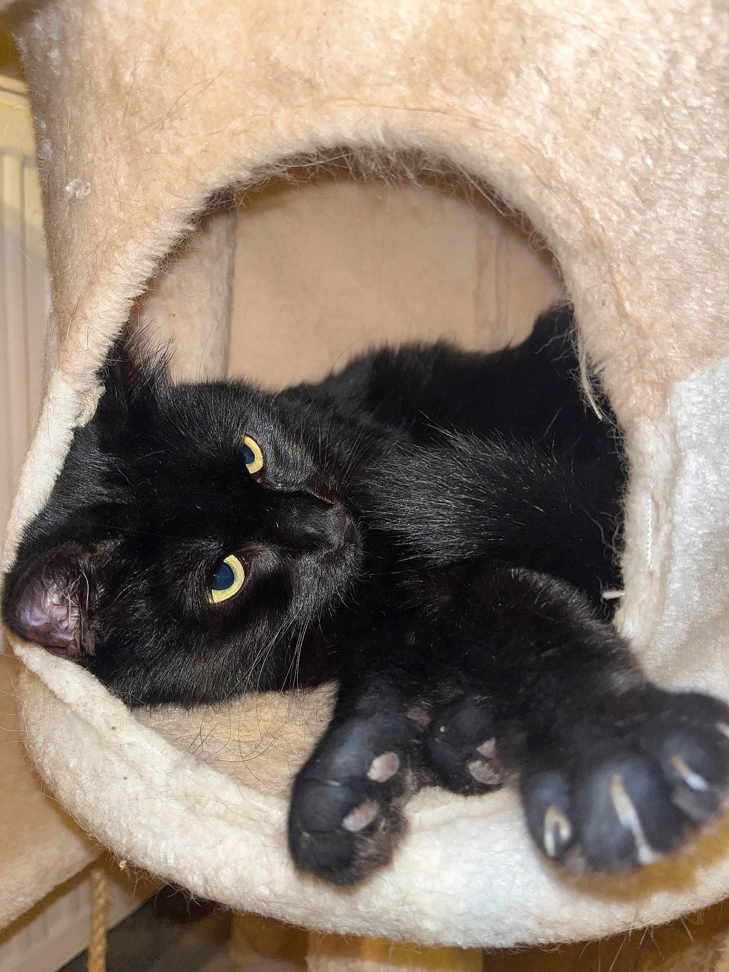 Opale participe au concours pour gagner de l'argent avec cette photo : black_cat, cat, cat_cave, cozy, paw, stretching, claws, yellow_eyes, indoor, pet, feline, fur, relaxation, curiosity, animal, close_up, soft_texture, comfortable, resting, cute